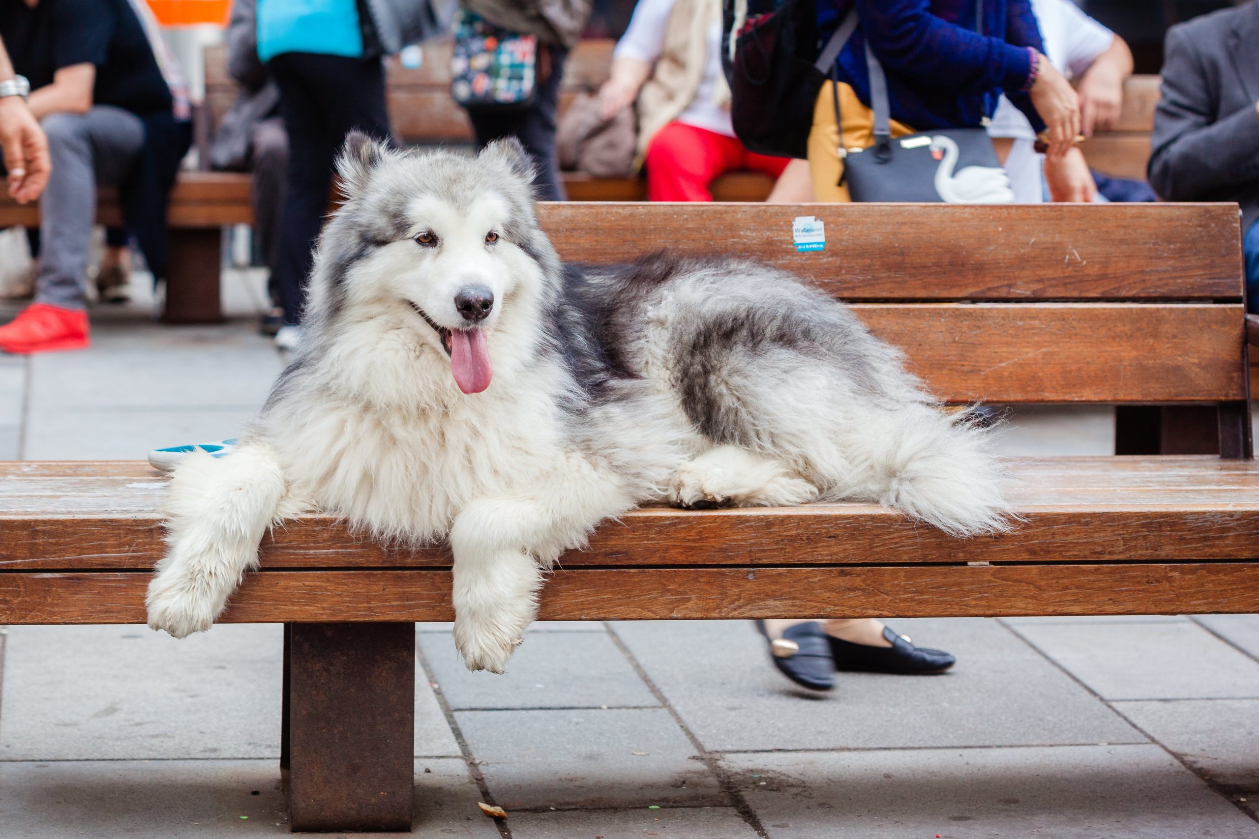 10 Dog Breeds That Could Pass as Stuffed Animals