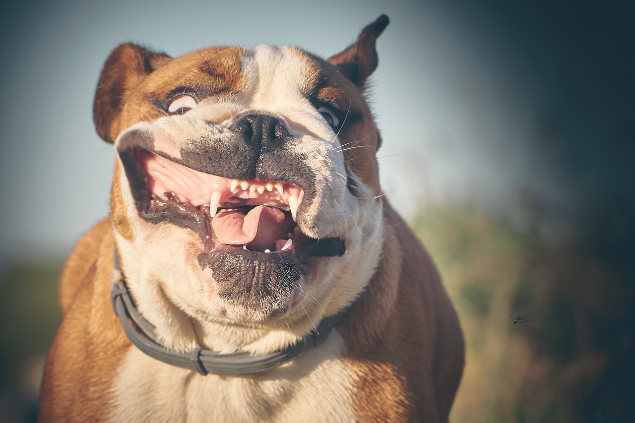 10 Dog Breeds Voted as Class Clowns!