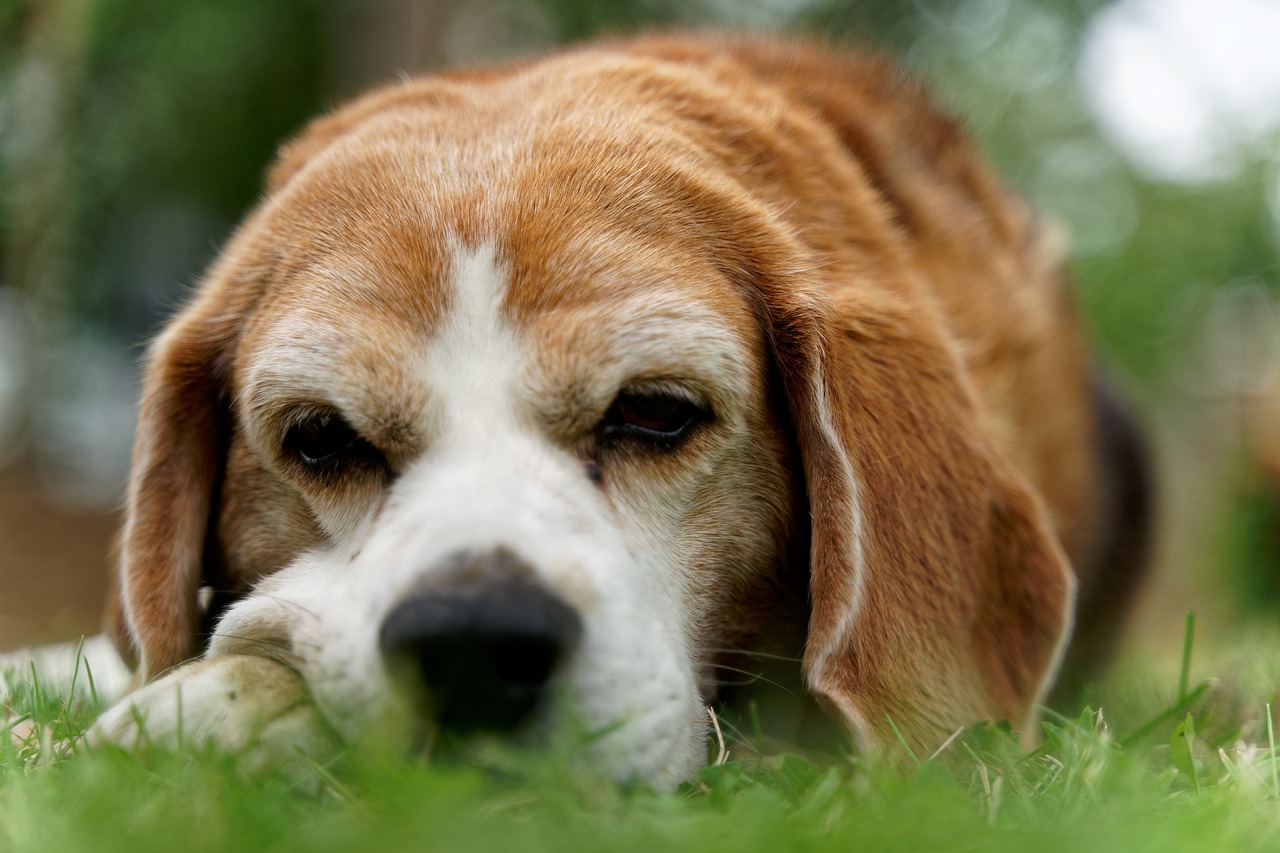 10 Dog Breeds with the Most Melodramatic Reactions