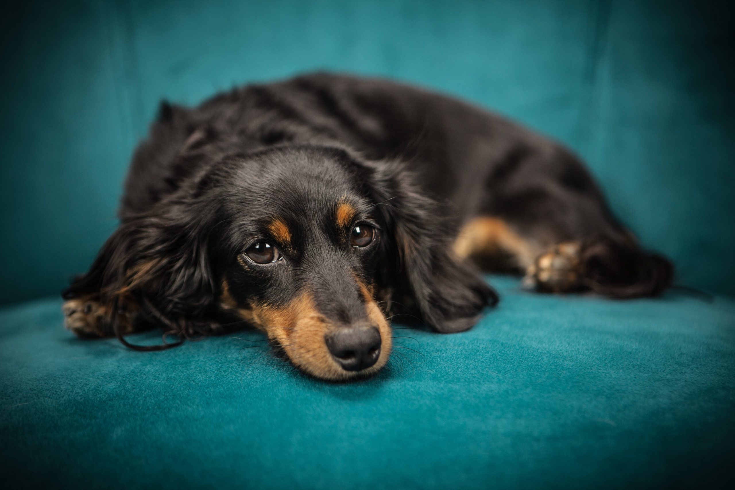 12 Best "Couch Potato" Dog Breeds