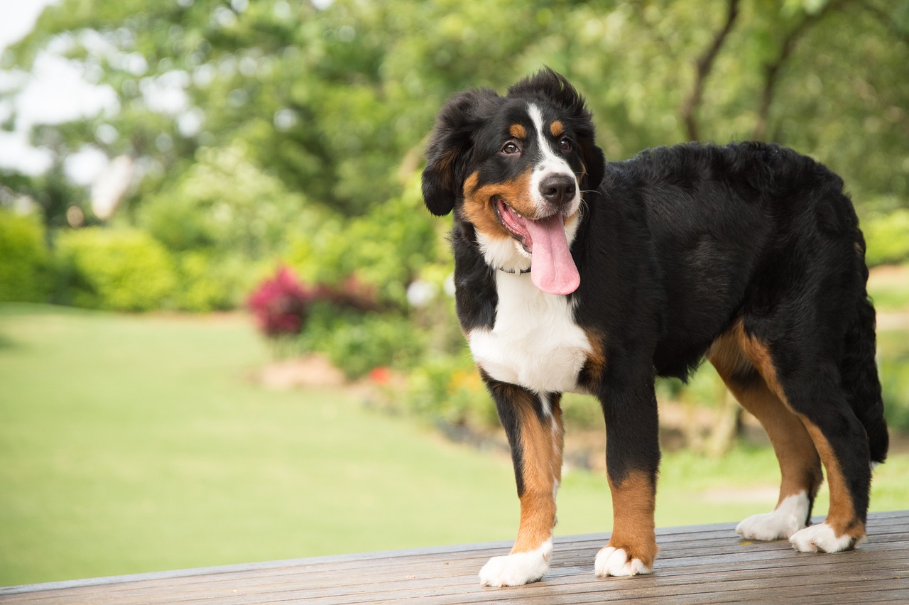 12 Dog Breeds Most Prone to Cancer