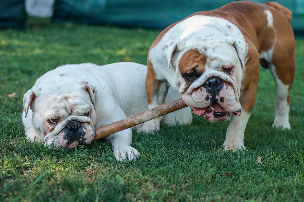 5 Dog Breeds With a Knack for Mishaps