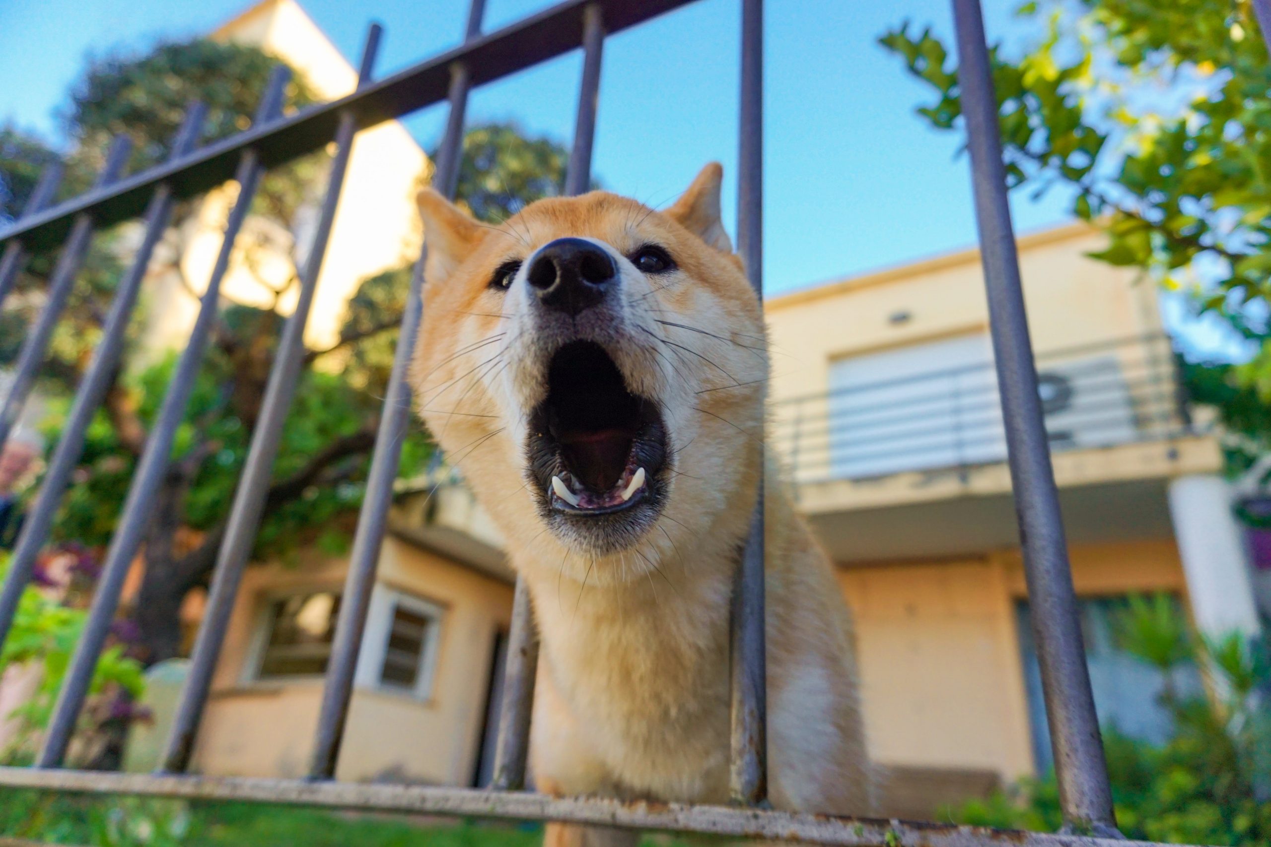 5 Things Your Dogs Bark Is Really Trying To Say