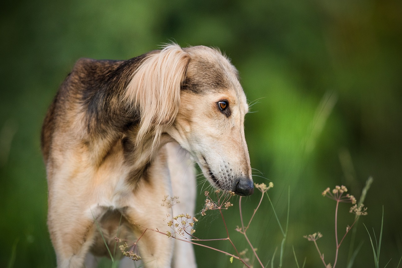 6 Dog Breeds That Are the Epitome of Grace and Elegance in Every Step