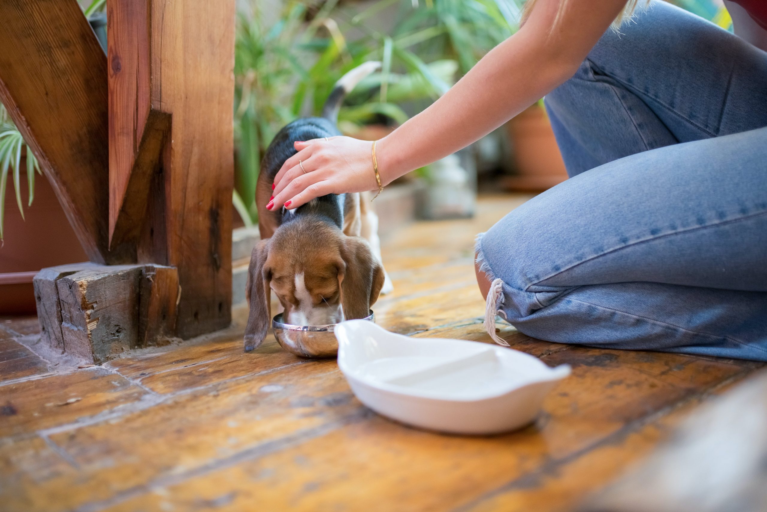 6 Dog Breeds with the Messiest Eating Habits