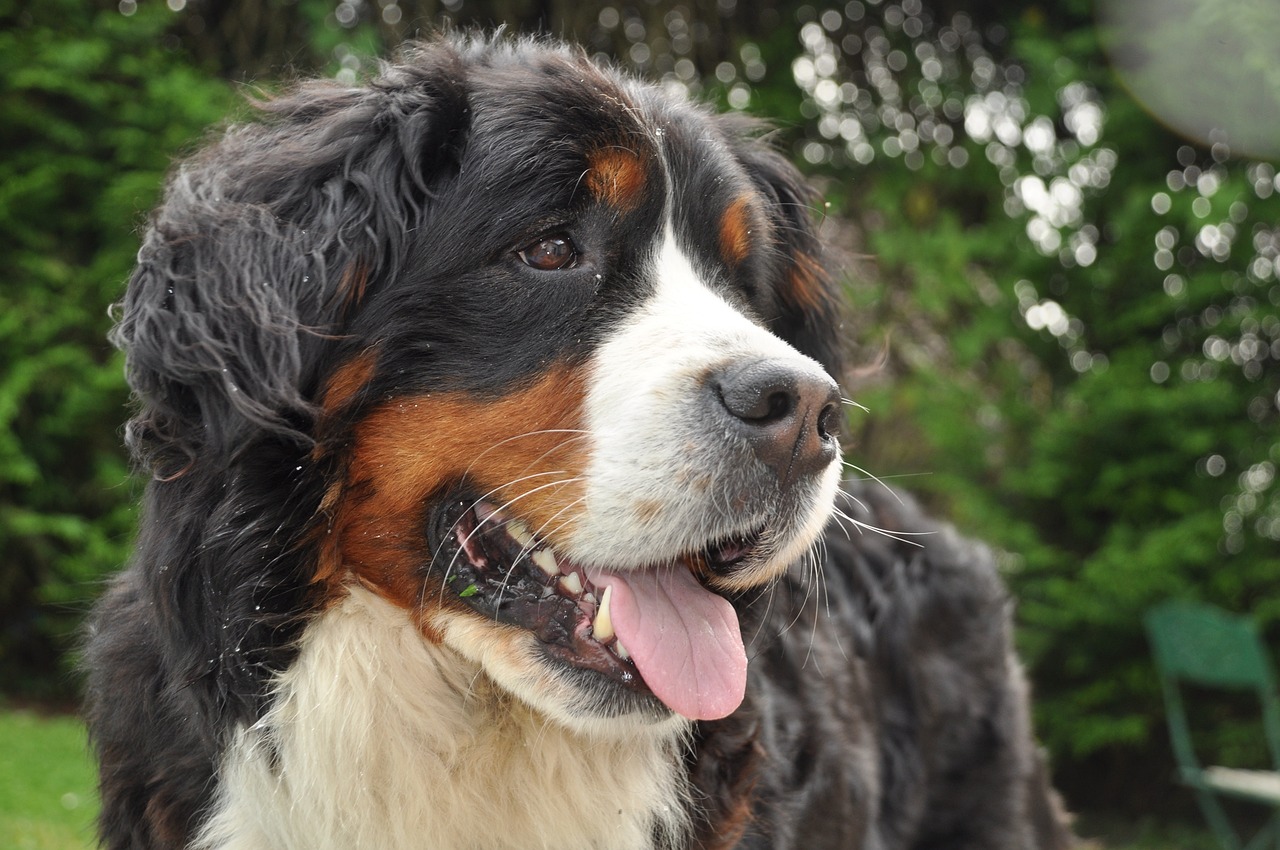 7 Calm Dog Breeds Perfect for a Peaceful Home Environment