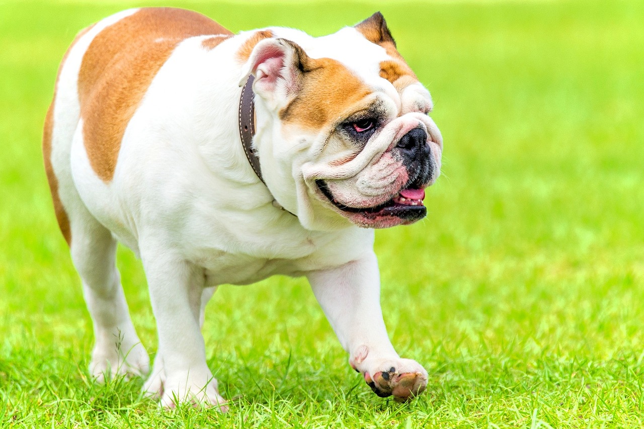 7 Dog Breeds Most Likely to Be Caught Eating the Cat's Food