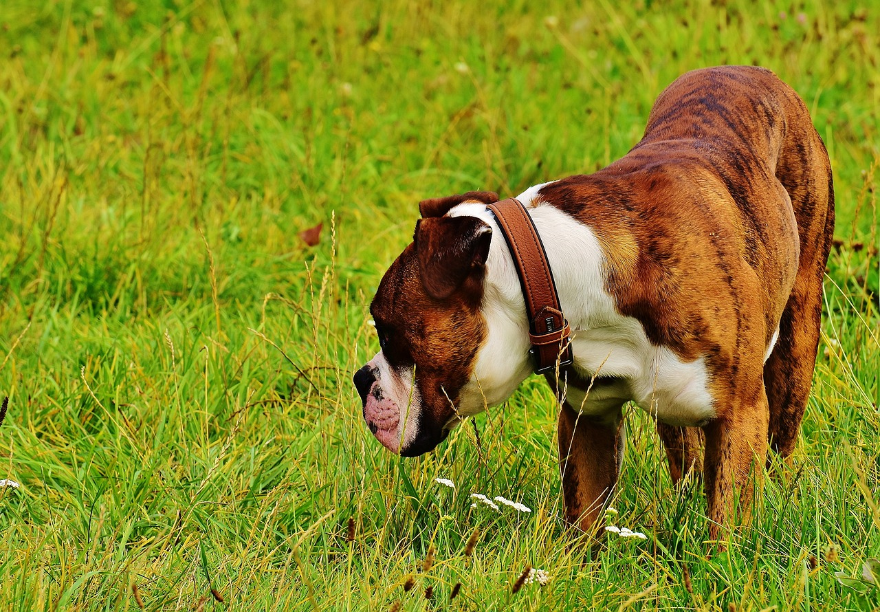 7 Dog Breeds Most Likely to Forget Where They Buried Their Bone