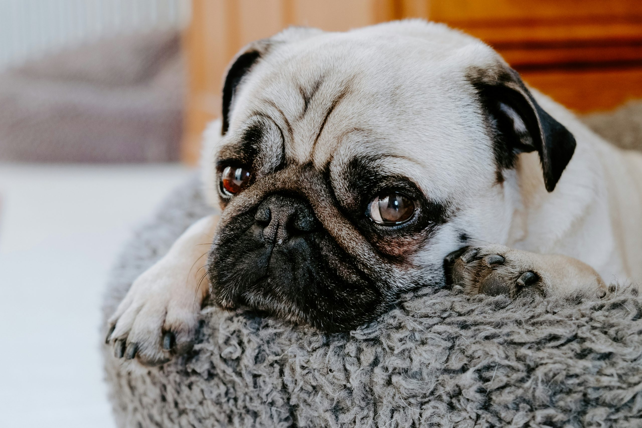 7 Dog Breeds Most Prone to Eye Problems