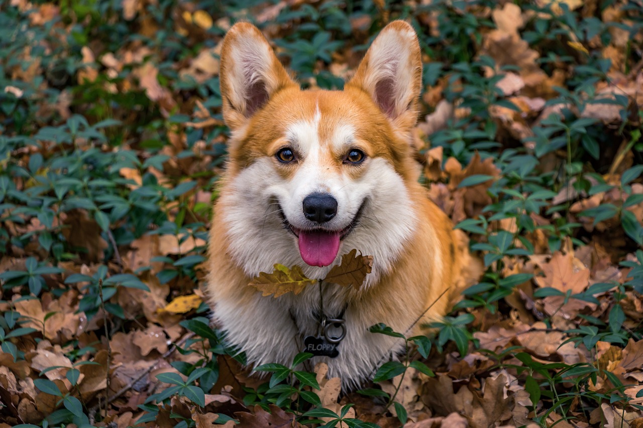 7 Dog Breeds That Always Seem to Be Smiling