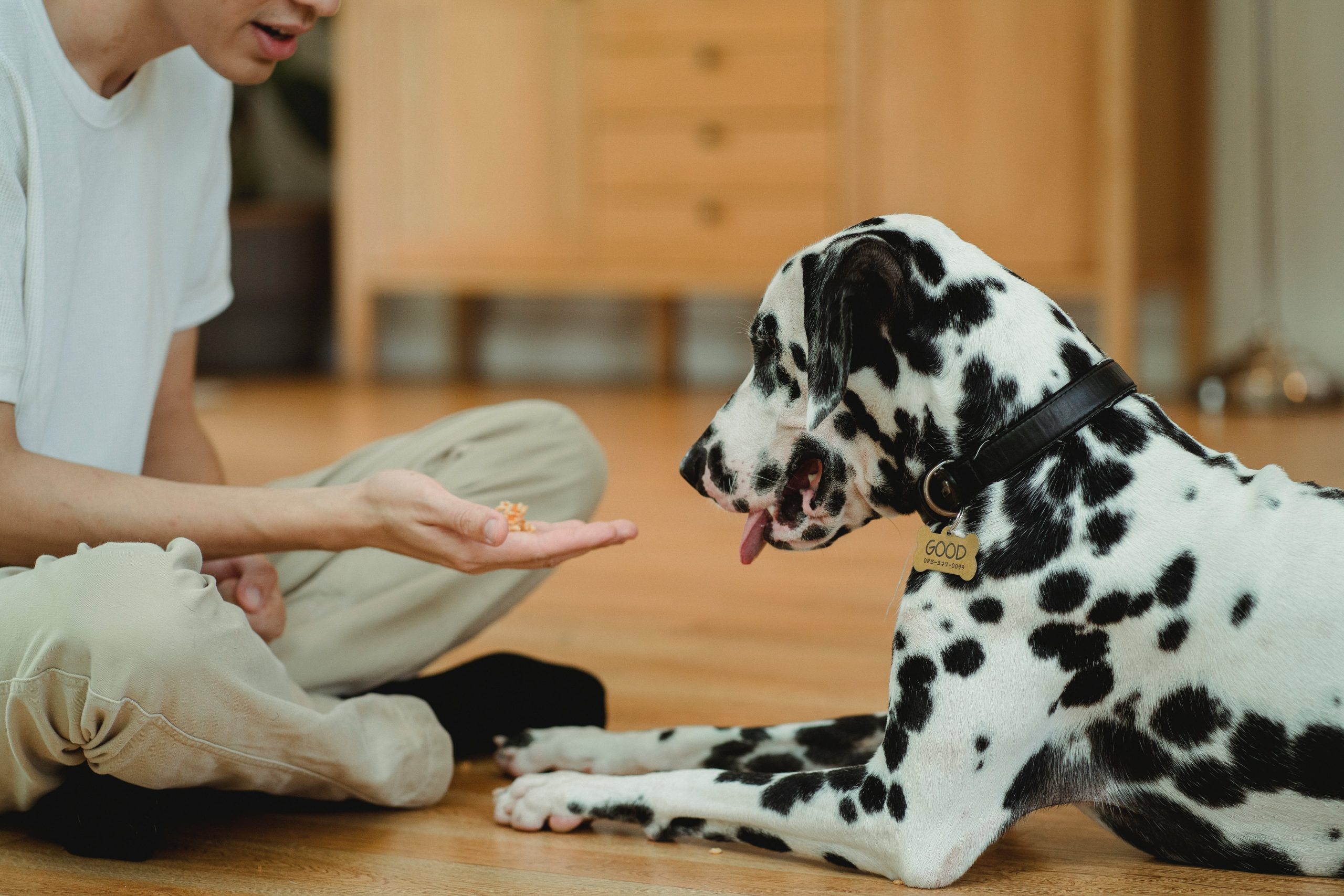 7 Dog Breeds With the Most Food Sensitivities