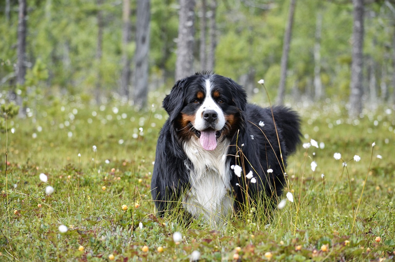 7 Large Dog Breeds with Surprisingly Gentle Personalities