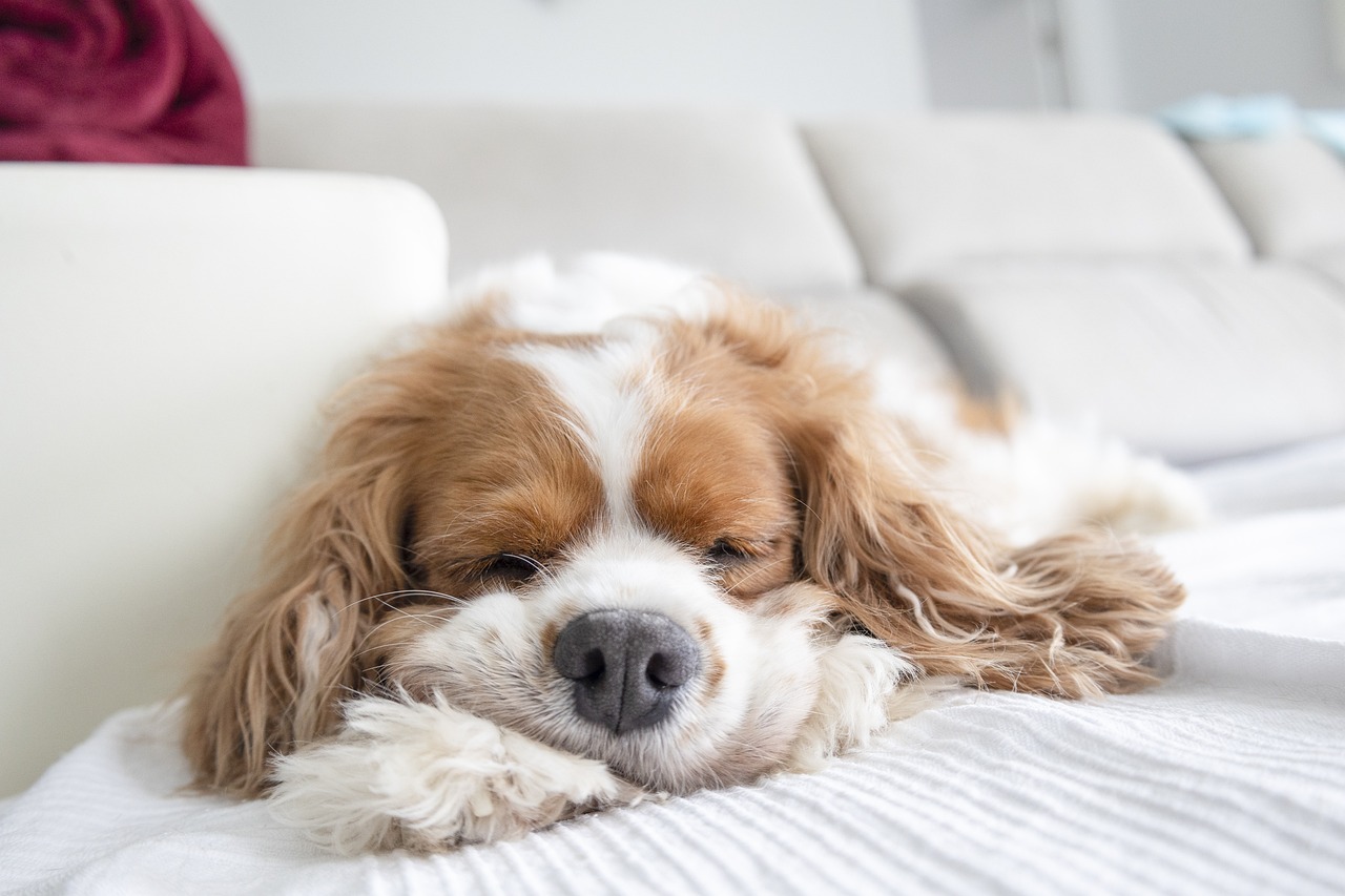 7 Quiet Dog Breeds for Peaceful Households