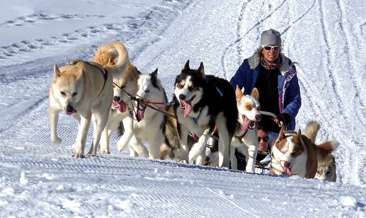 7 Signs Your Dog Doesn't See You as Their Pack Leader