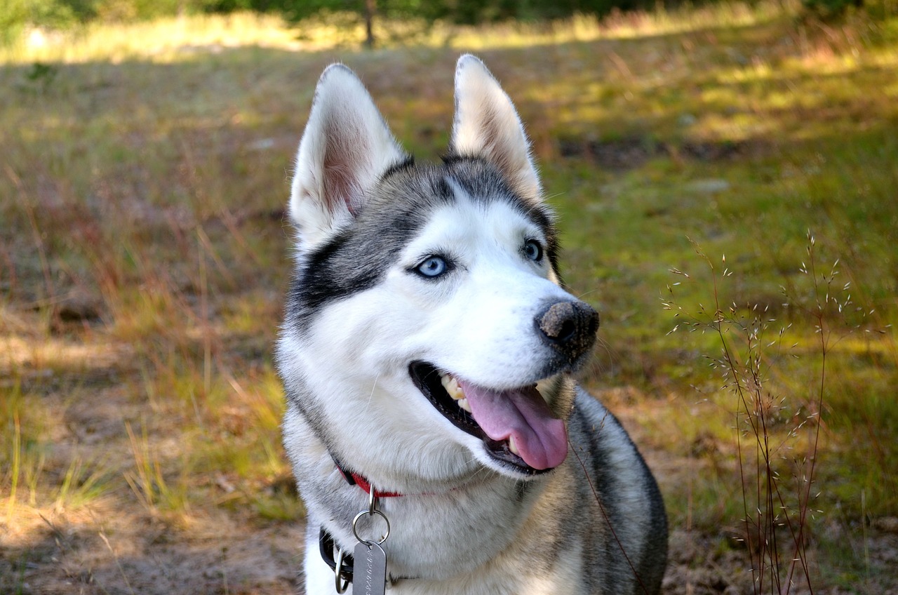 8 Dog Breeds That Could Double as Your Alarm Clock