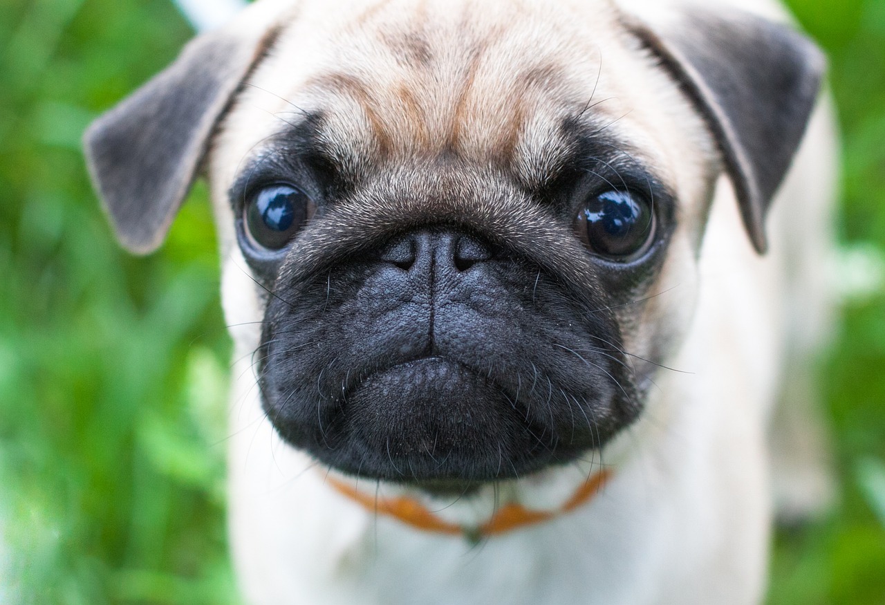 8 Dog Breeds That Seem to Have Permanent Puppy Eyes