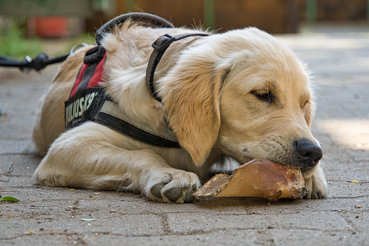 8 Dog Breeds That Will Literally Eat Anything