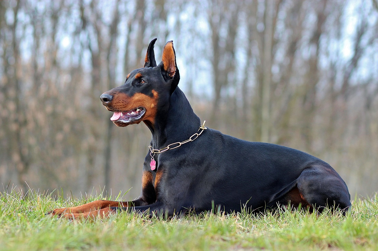 9 Dog Breeds That Could Have Been Kings and Queens in a Past Life