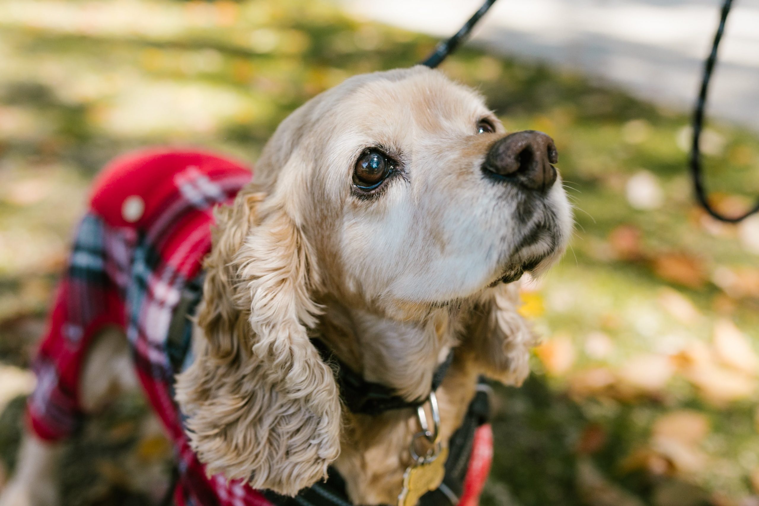 9 Dog Breeds Whose Old Soul Eyes Speak Volumes of Love and Wisdom