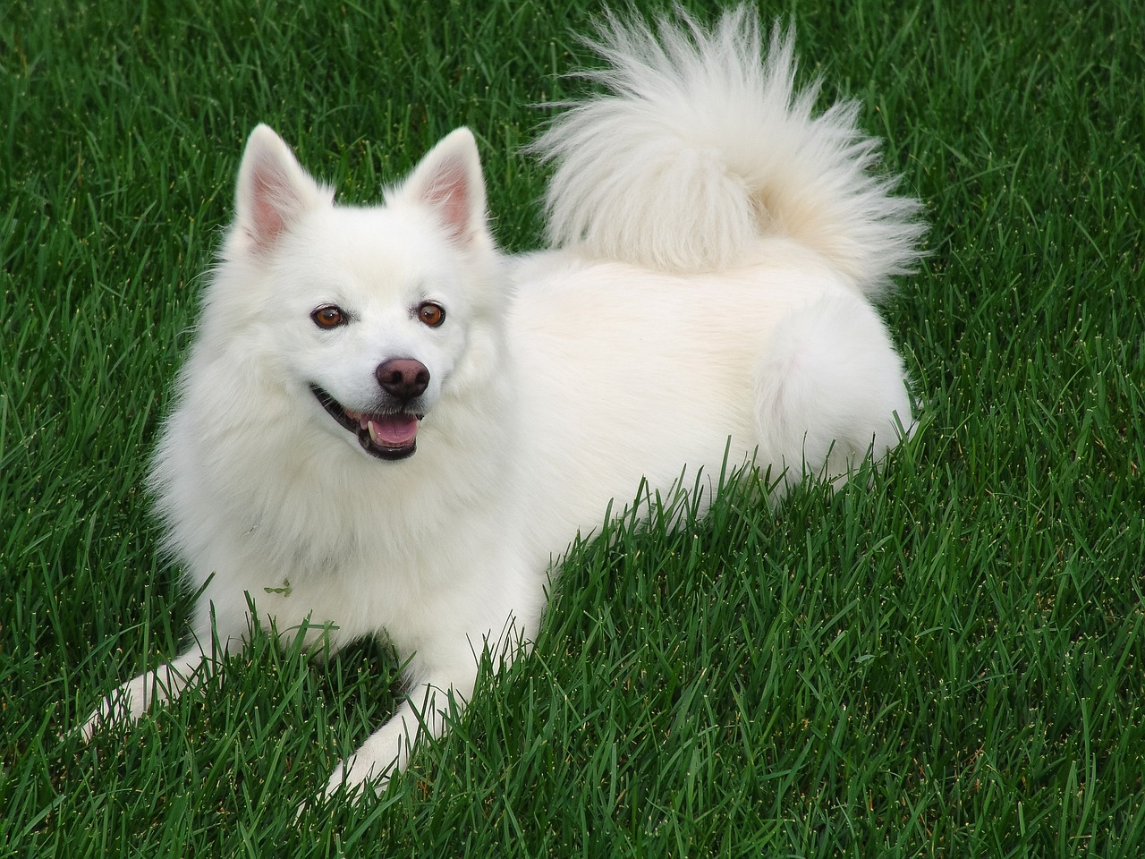 9 Dog Breeds with the Fluffiest Tails