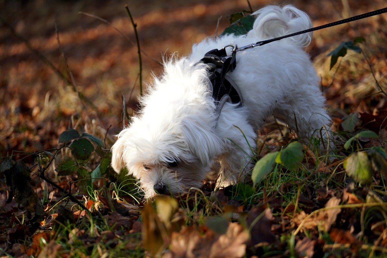 How Your Dog's Sniffing Habits Reveal Their Emotional State