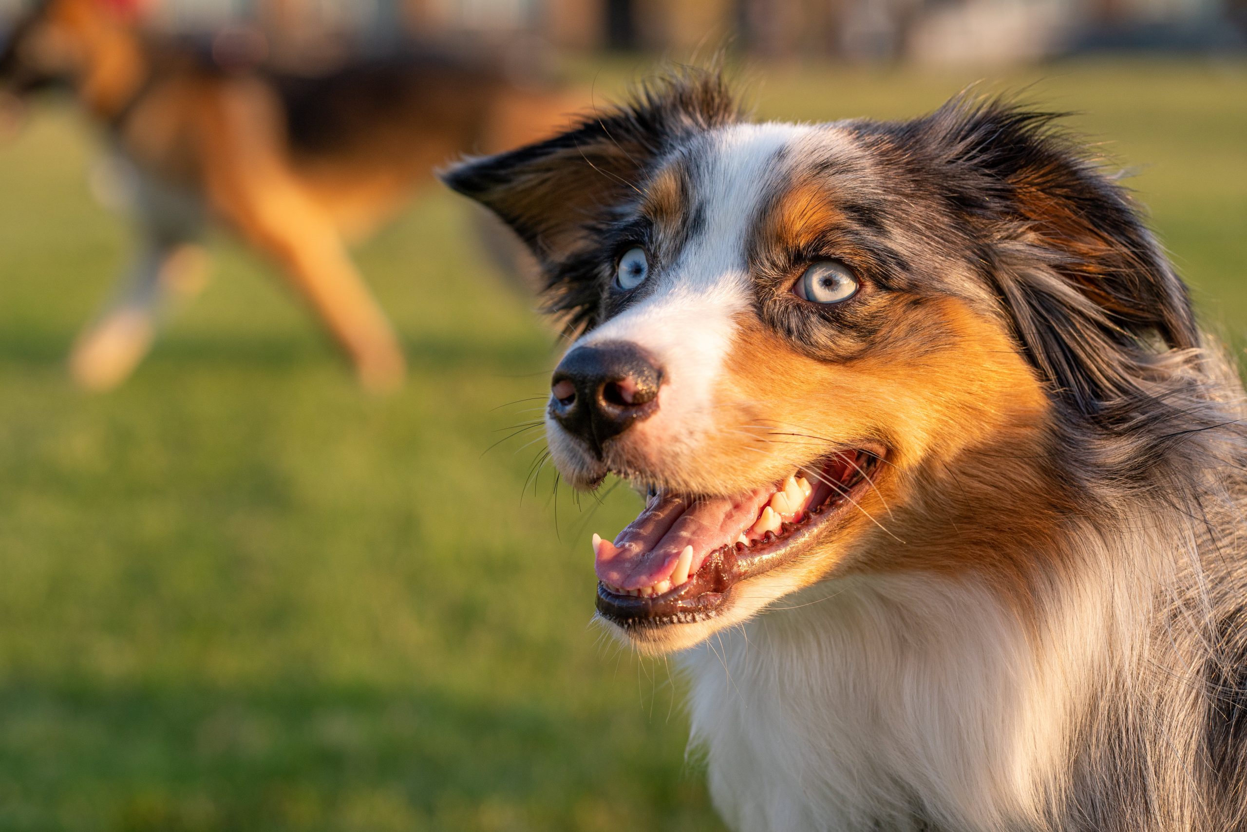 The 10 Most Wild & Crazy Dog Breeds