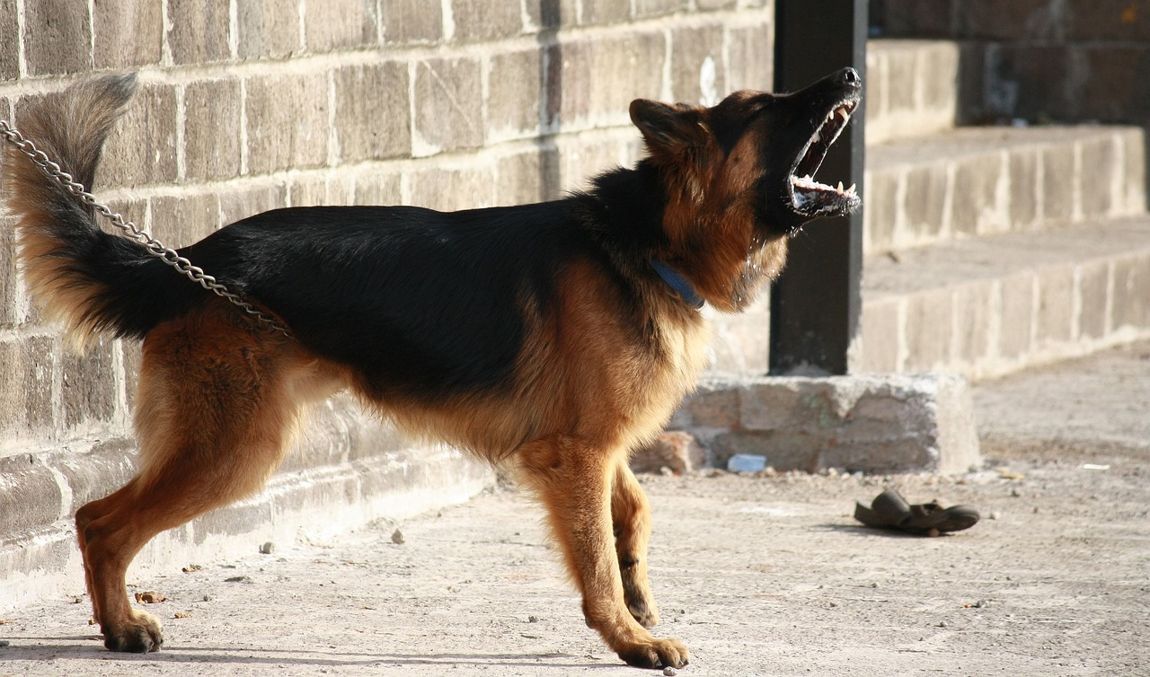 The 6 Most Protective Dog Breeds for Home Security