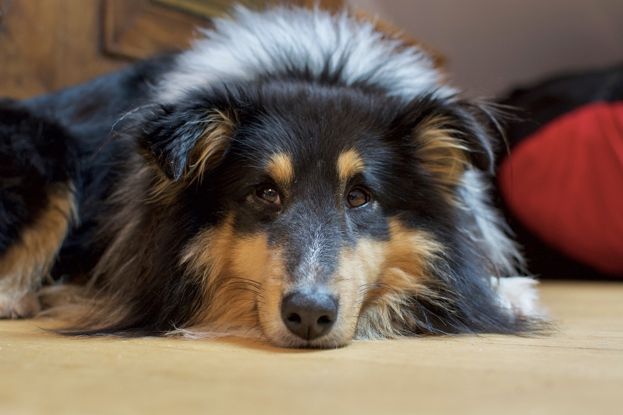 The 8 Dog Breeds Most Likely to Watch TV with You