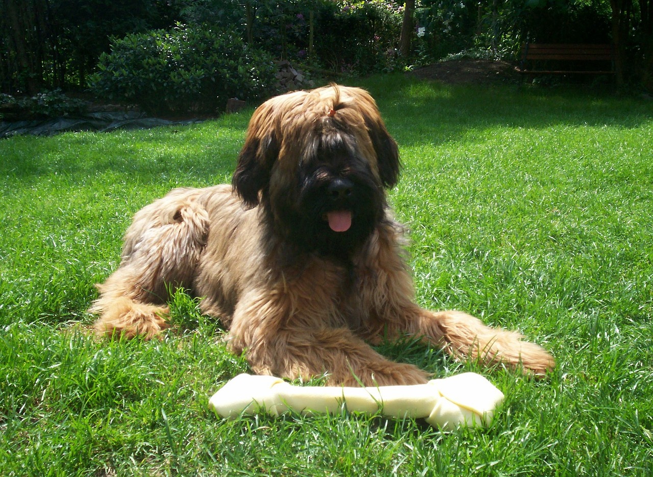 The Mystery Behind Why Dogs Bury Their Bones