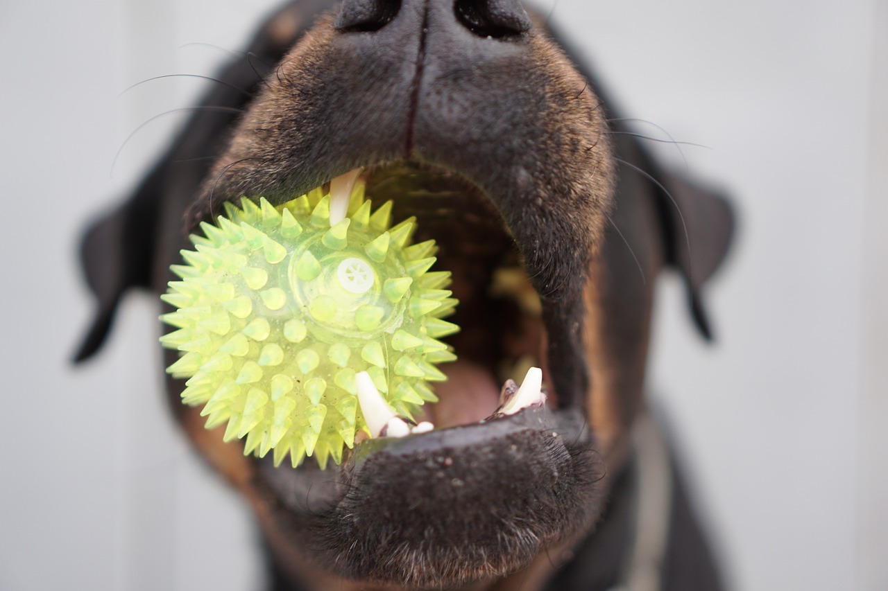 The Science Behind Dogs' Obsession With Squeaky Toys