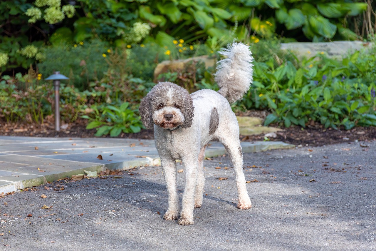 Top 10 Dog Breeds Surging in Popularity in 2024