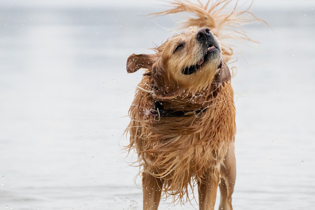 Top 5 Dog Breeds That Love Water: Perfect for Beach Lovers