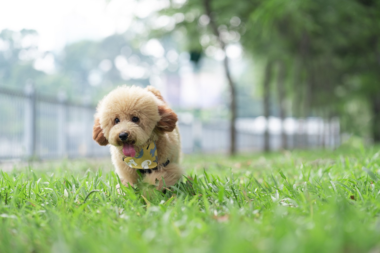 Top 9 Toy Dog Breeds That Stay Like Puppies Forever