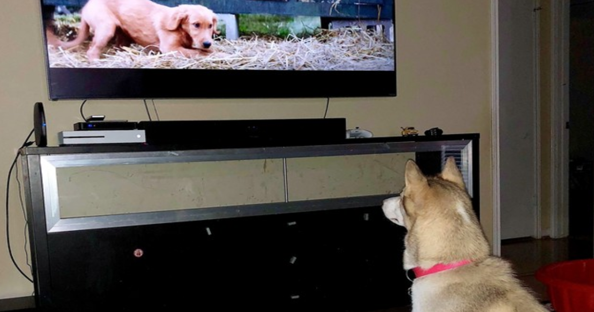 Why Do Some Dogs Watch TV?