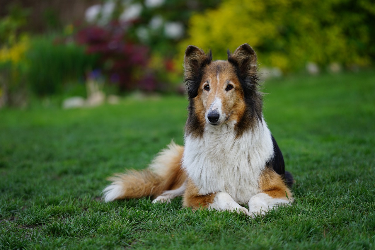 Why Dogs Spin Before Lying Down: Unraveling the Mystery