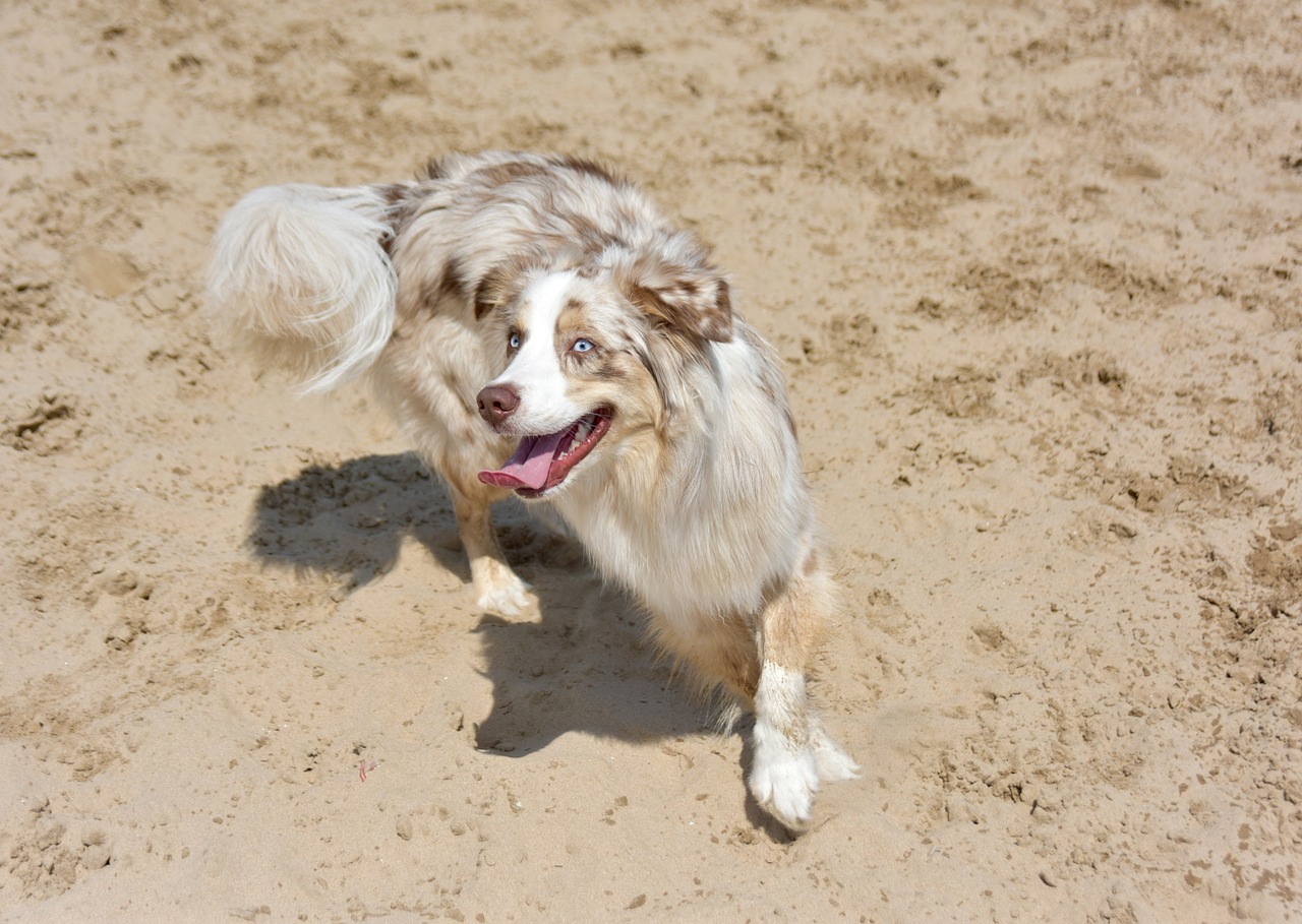 Why Some Dogs Spin Before Pooping: Unraveling the Quirky Habit