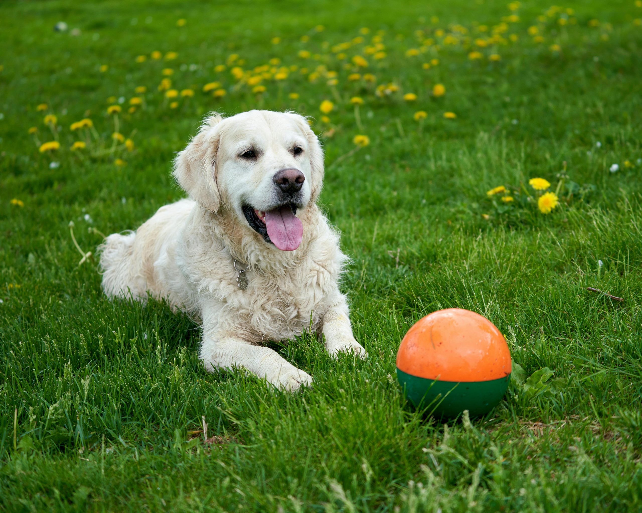 10 Hidden Dangers in Your Home That Terrify Your Dog