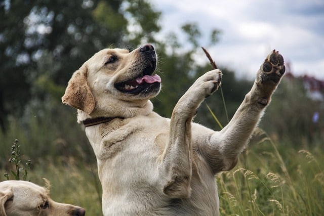 10 Secret Signals Your Dog Uses to Say “I Love You”