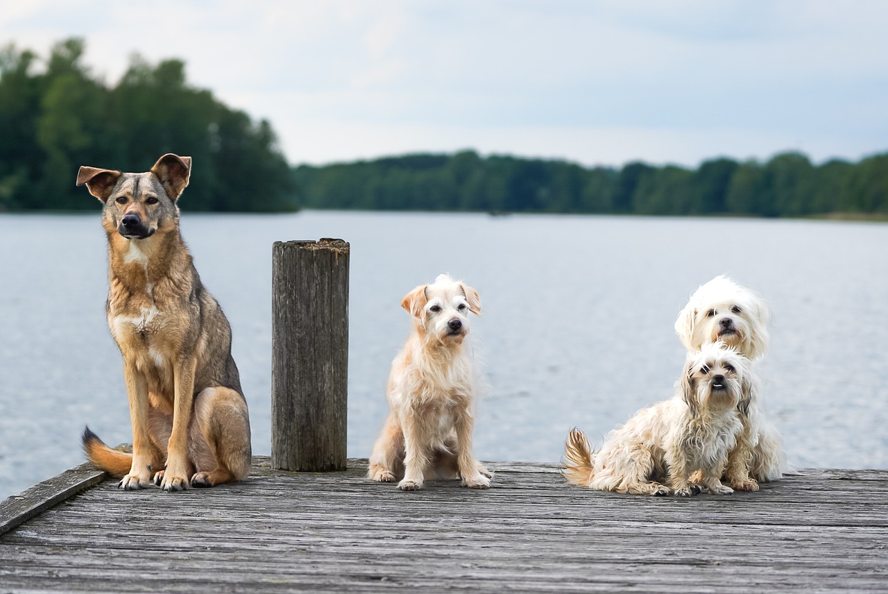 10 Signs Your Dog Doesn't See You as Their Pack Leader