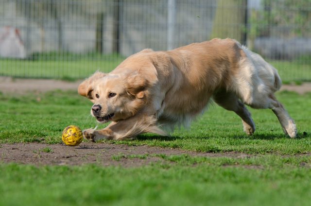 11 Most Playful & Energetic Dog Breeds