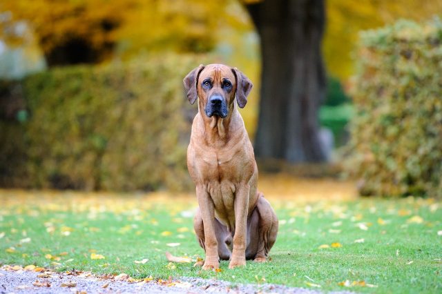 12 Most Athletic & Agile Dog Breeds