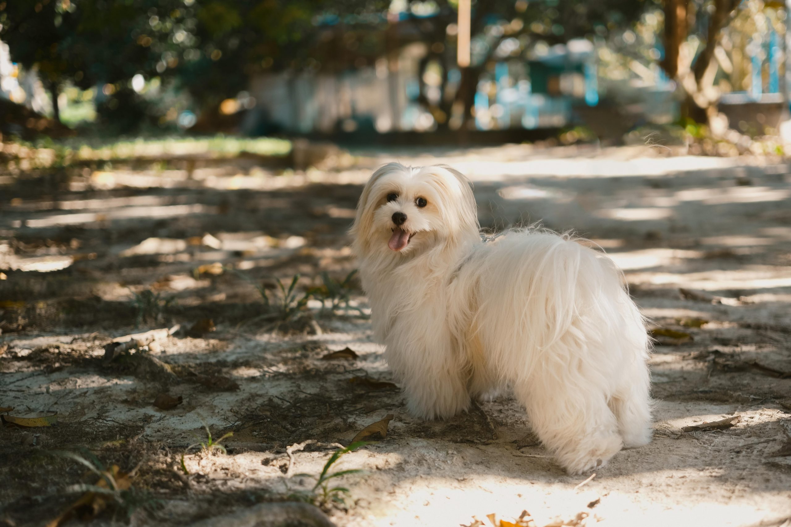 7 Ways Your Dog Is Trying to Communicate With You