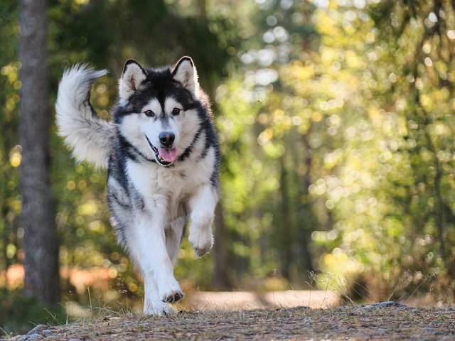 9 Most Robust & Resilient Dog Breeds