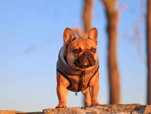 10 Best Dog Breeds for a Someone in Their 50s