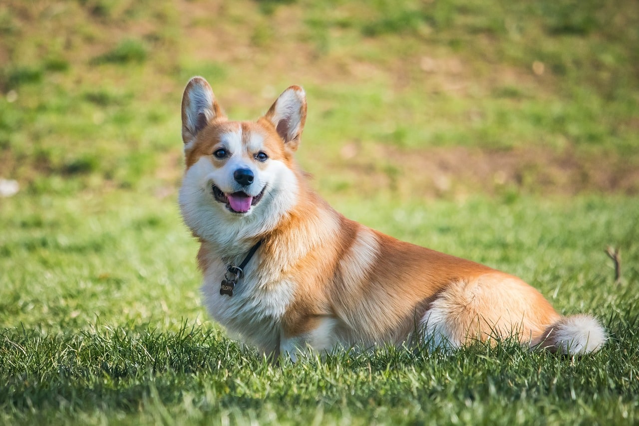 10 Best Dog Breeds for a Someone in Their 60s