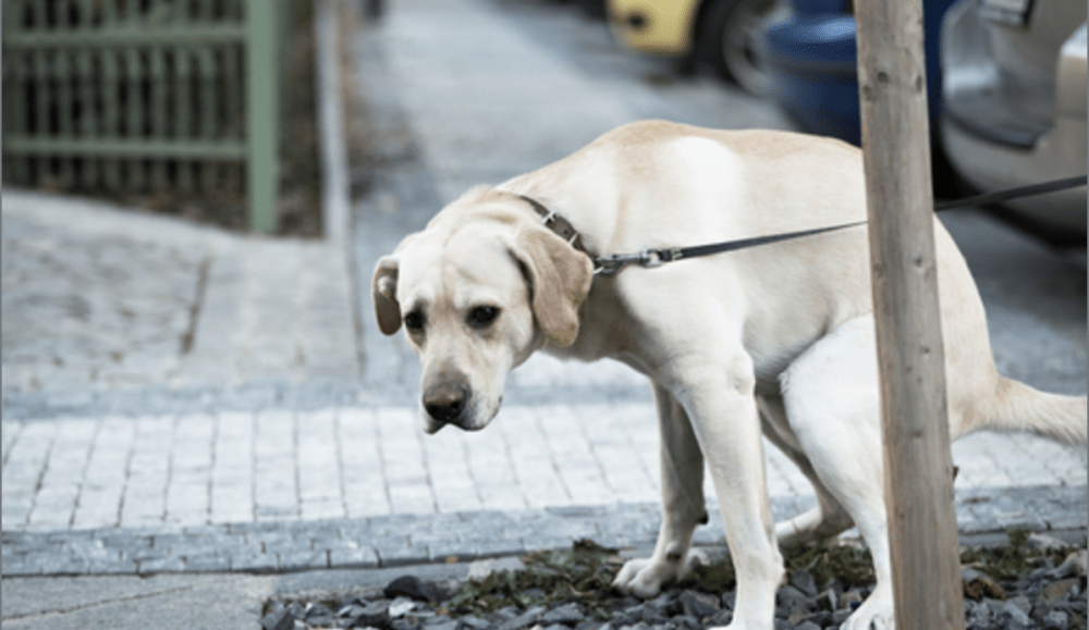 10 Critical Warning Signs Of Cancer in Dogs