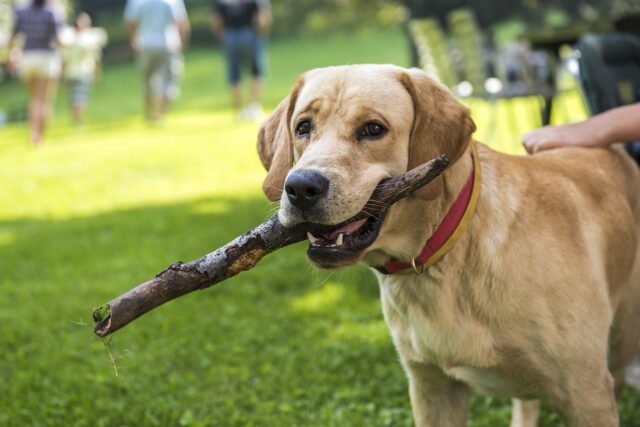 10 Dog Breeds with Incredible Rescue Instincts