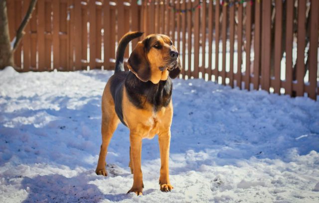 10 Least Trainable Dog Breeds