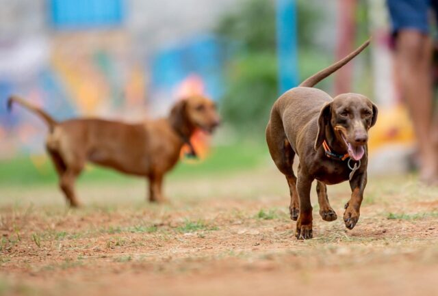 11 Dog Breeds Most Known for Their Cheerful Personalities