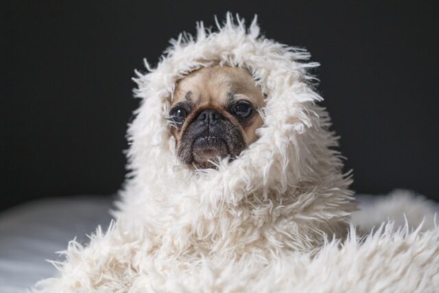 11 Dog Breeds Who Just Wanna Snuggle Under the Covers All Day